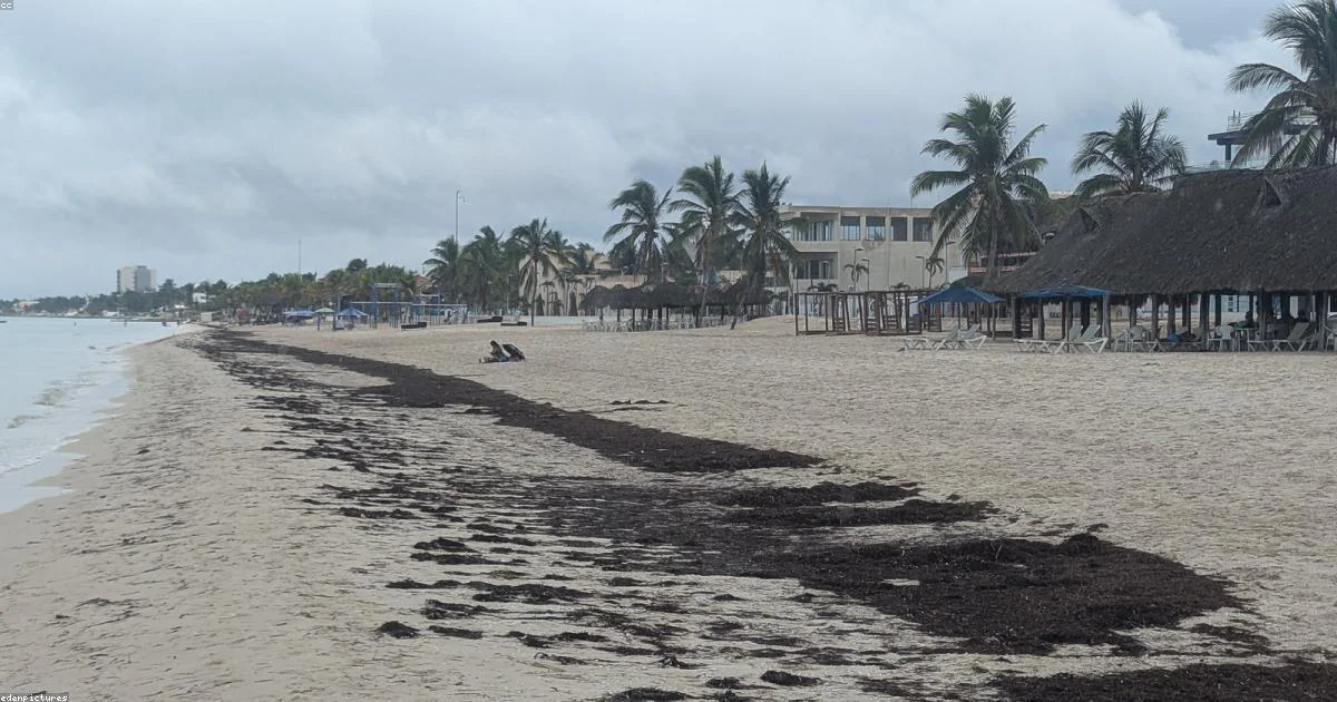 Playa del Carmen ofrece alivio fiscal a negocios afectados por el sargazo